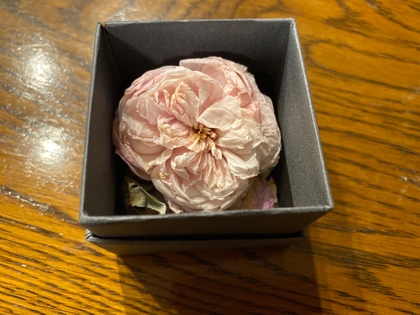 女性を愛でる薔薇