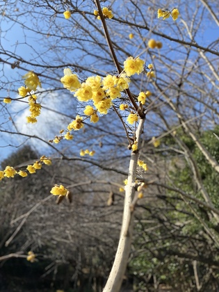 春の香りに魅せられて
