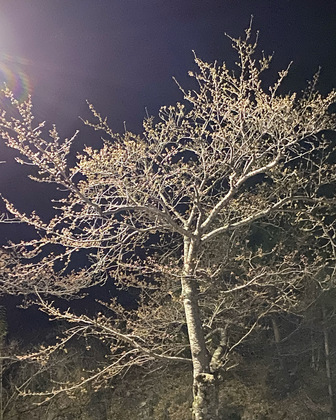 4月が始まりました
