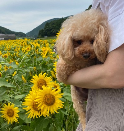 ひまわり畑を観に行きました