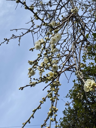 4月予約を開始しました。